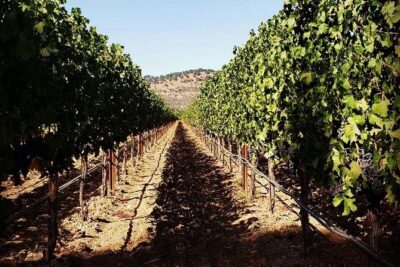 6-Hour Luxury Napa Wine Tasting Tour with Route Planning - The concierge advantage: how winery choices get matched to your day