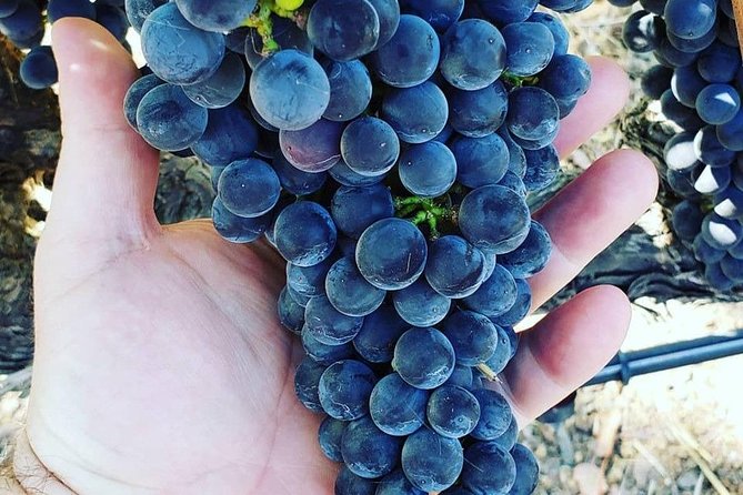 6-Hour Luxury Napa Wine Tasting Tour with Route Planning - What’s included, what isn’t, and how to budget without surprises