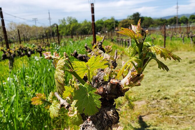 6-Hour Sparkling Wine Tour of Napa Valley - Who should book this sparkling wine tour?