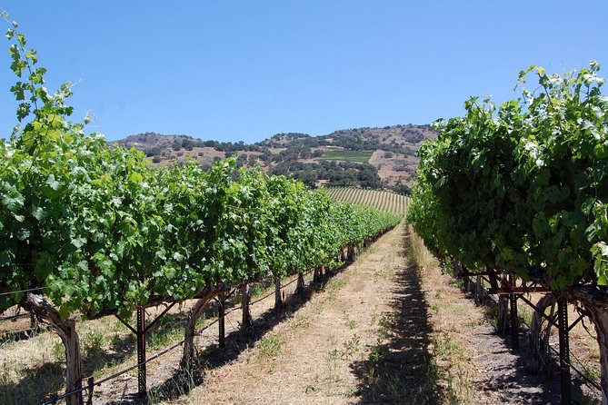 8 Hour Private Tour in Napa Valley Winery - Your 8 Hours: How the Timing Actually Shapes the Day