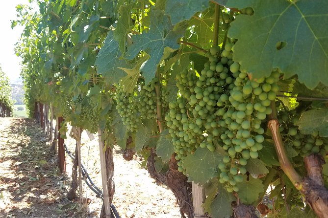 8 Hour Private Tour in Napa Valley Winery - Price and What You’re Really Paying For (and Not Paying For)