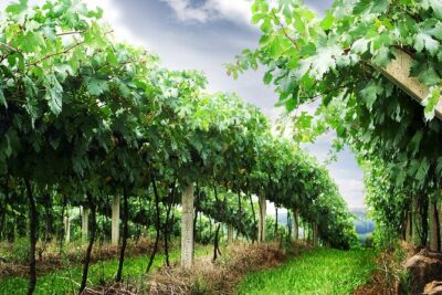 8 Hour Private Tour in Wine Country from San Francisco - Price and Value: Why $945 Can Be a Bargain or a Beatdown