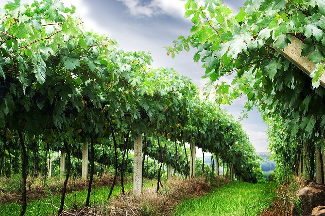 8 Hour Private Tour in Wine Country from San Francisco - Price and Value: Why $945 Can Be a Bargain or a Beatdown