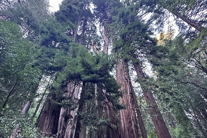 Alcatraz Plus Muir Woods and Sausalito Combo Tour - Price and inclusions: where the value really comes from