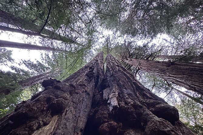 Alcatraz Plus Muir Woods and Sausalito Combo Tour - When this tour fits you best