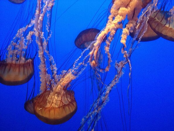 Aquarium of the Bay VIP Experience - Key takeaways before you buy