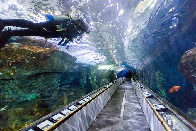 Aquarium of the Bay VIP Experience - Aquarium of the Bay VIP: what early entry really buys you