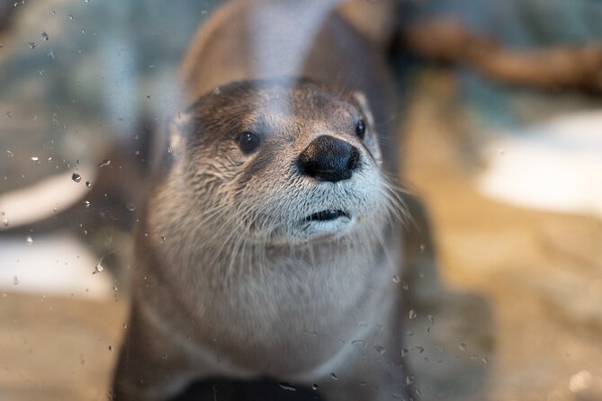 Aquarium of the Bay VIP Experience - Who should book this VIP experience (and who might skip it)