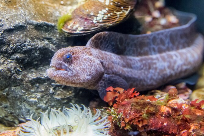 Aquarium of the Bay VIP Experience - How the small-group setup changes everything