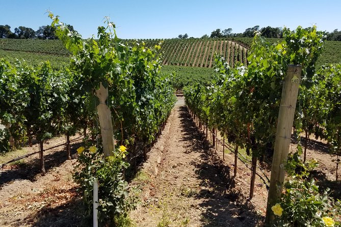 Custom 8-Hour Napa Valley Wine Tour in a Luxury Vehicle - Who Should Book This Private Napa Tour