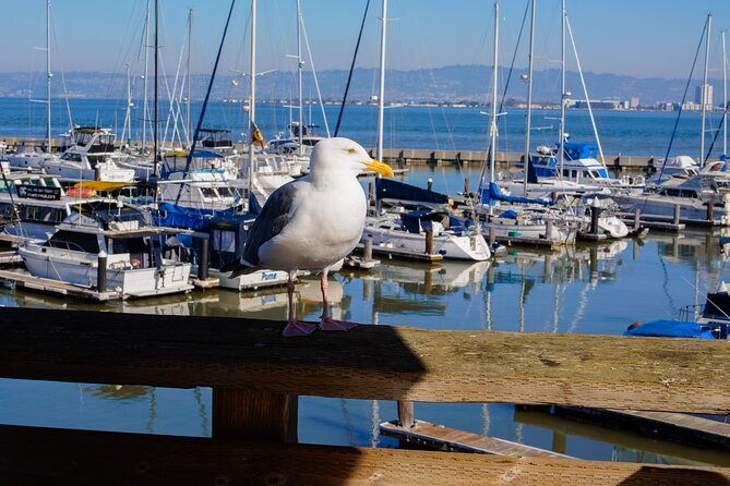 Fisherman’s Wharf & Pier 39 Food Tour - Includes Full Meal, 3 hrs - Stop 5: Pier 39 sea lions and the final food payoff