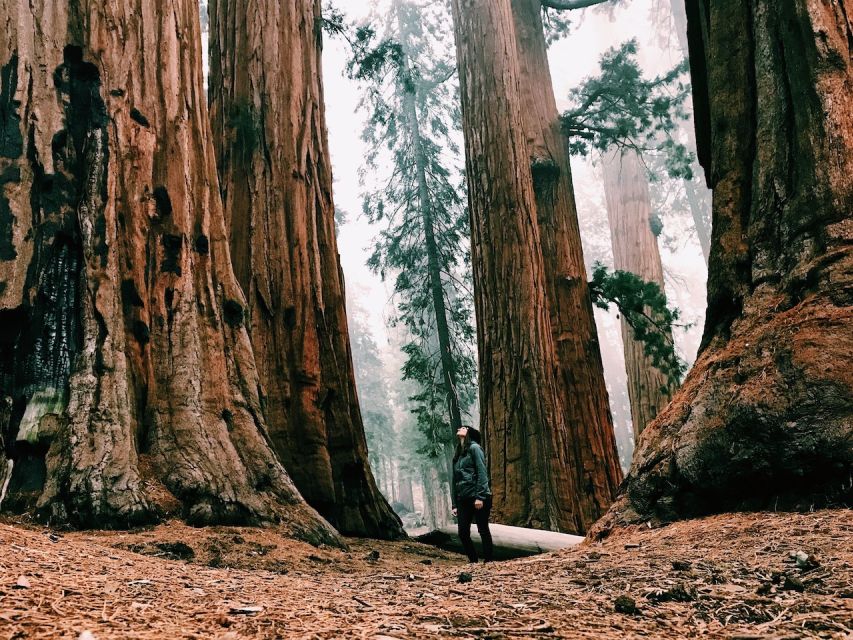 From San Francisco: Day Trip to Yosemite National Park - Photo strategy: Tunnel View and the viewpoints that set you up