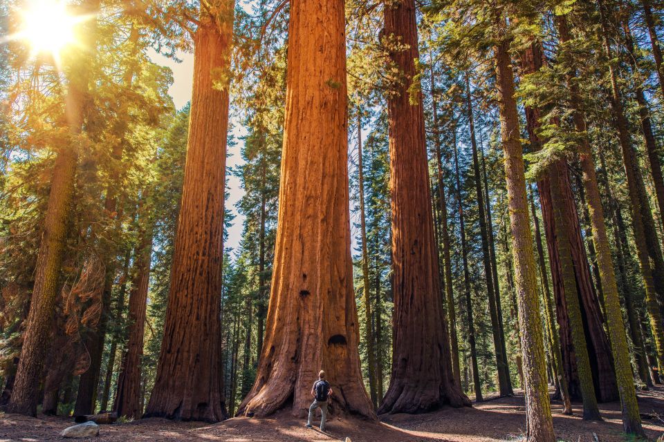 From San Francisco: Guided Tour to Muir Woods - Muir Woods tour from San Francisco: the “easy win” half-day format