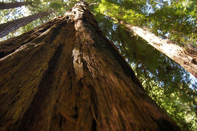 From San Francisco: Muir Woods Tour and Hop-on Hop-off City Tour - Price and Value: Getting More Than One Attraction for $140