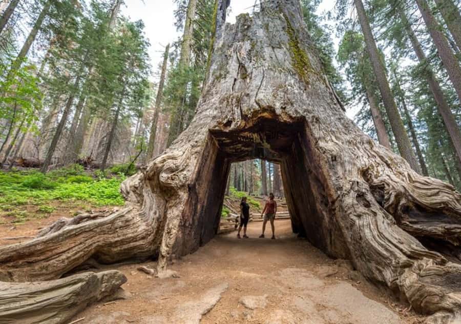 From San Jose:Enchanted Full Day Yosemite National Park Tour - The San Jose to Yosemite drive: why it feels long (and how to handle it)