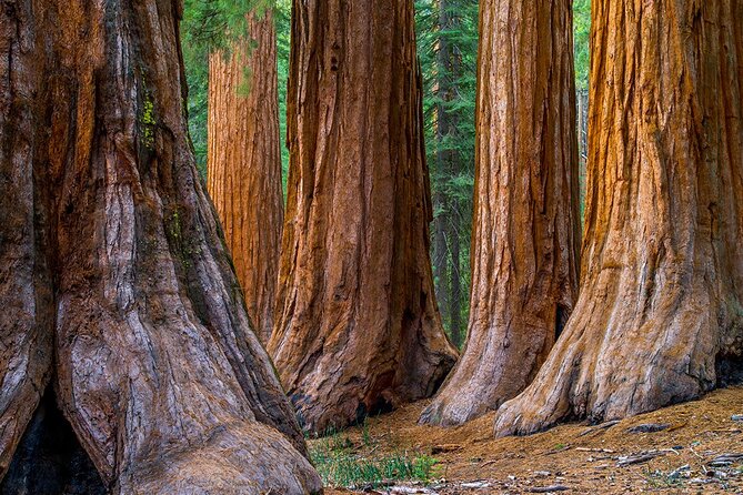 Giant Redwoods Tour Including a 5-Course Winery Lunch - What This Redwoods and Kendall-Jackson Day Trip Really Feels Like