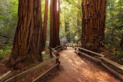 Golden Gate Bridge Muir Woods Sausalito with Optional Alcatraz - Price and What You’re Really Paying For