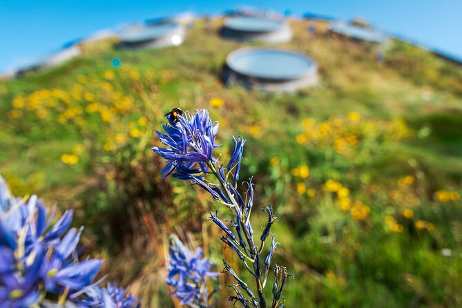 Golden Gate Park Tour With California Academy of Sciences Ticket - The guide makes the difference: names you might hear, stories you’ll remember
