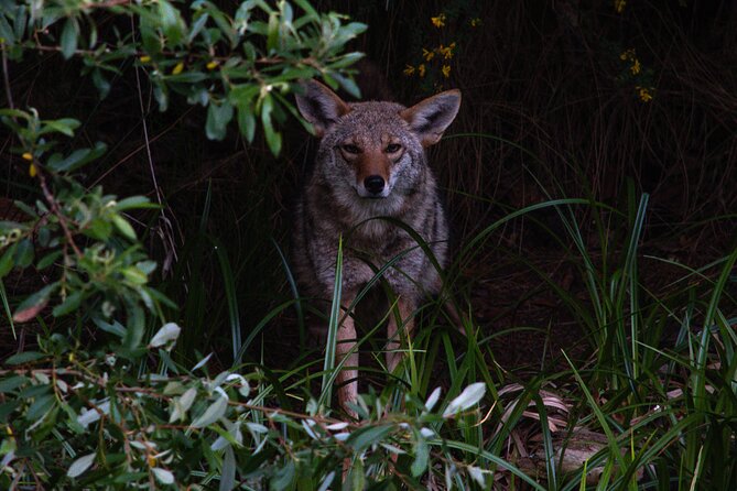 Golden Gate Park Twilight Wildlife Walking Tour - Golden Gate Park After Dark: The Real Point of This Tour