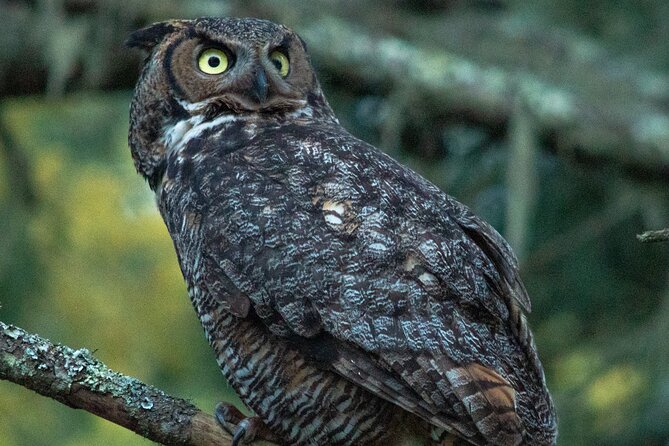 Golden Gate Park Twilight Wildlife Walking Tour - Golden Gate Park Wildlife Focus: What You’re Likely to See