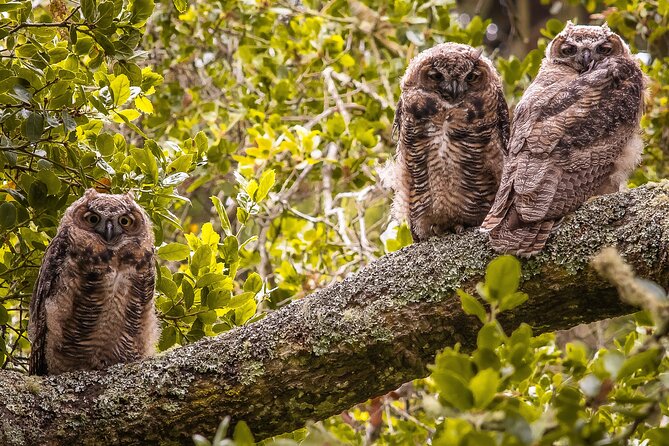 Golden Gate Park Twilight Wildlife Walking Tour - Owl Spotting at Twilight: Listening Helps When Looking Fails