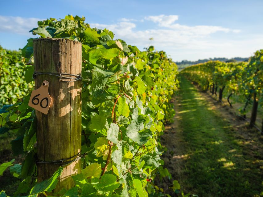 Guided Private Wine Tour to Napa and Sonoma Wine Country - How Many Wineries, How Much Time, and Why the Math Works