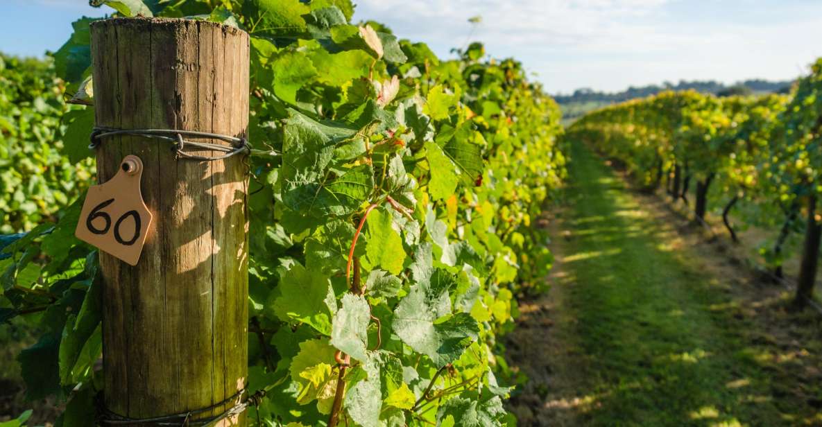 Guided Private Wine Tour to Napa and Sonoma Wine Country - Price, Fees, and What You’re Actually Paying For