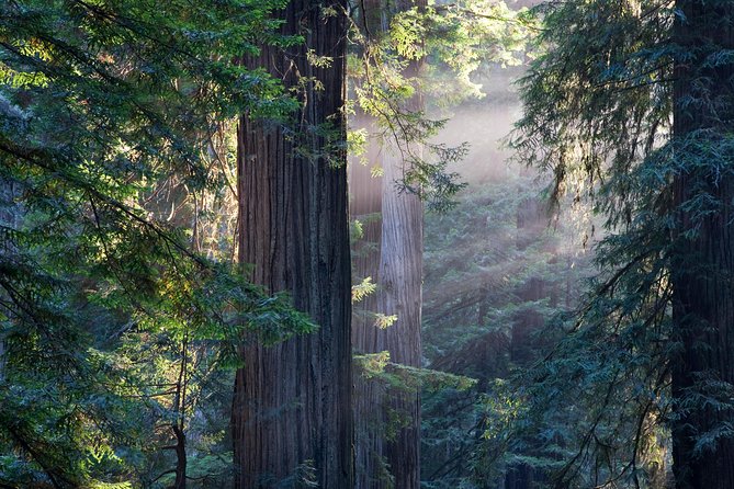 Mix & Save: Muir Woods and Sausalito + Escape From the Rock Cruise - From Union Square to the Golden Gate: the coach ride with real payoff