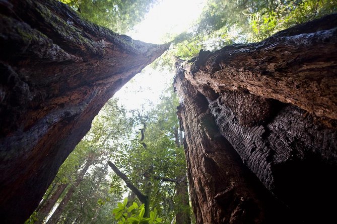 Mix & Save: Muir Woods and Sausalito + Escape From the Rock Cruise - Value and cost: is $140 worth it for this mix?