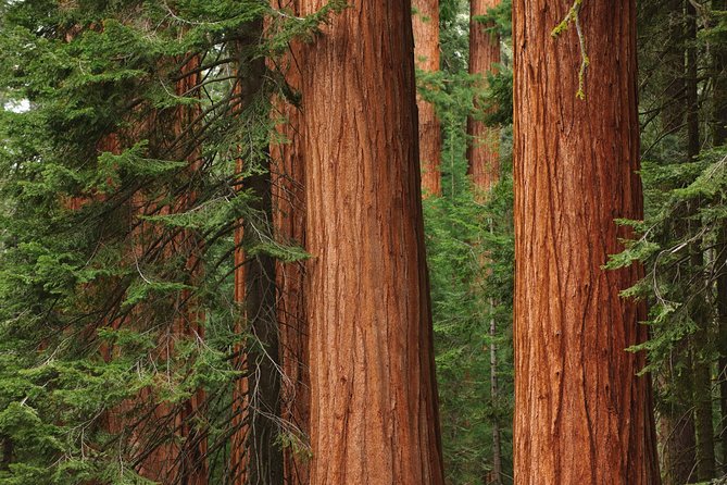 Mix & Save: Muir Woods and Sausalito + Escape From the Rock Cruise - Who this tour fits (and who might want a different plan)
