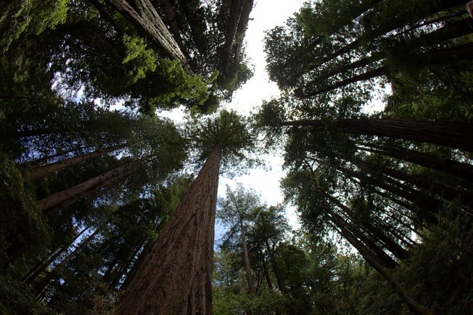 Muir Woods and Sausalito Afternoon Tour Small-Group Half-Day - Why This Half-Day Loop Works From Downtown San Francisco