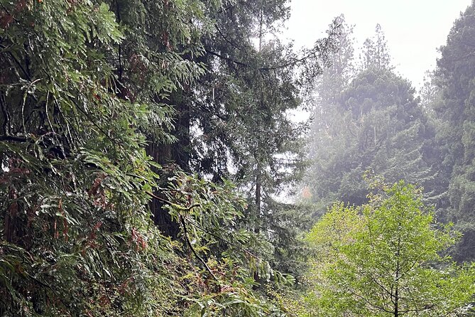 Muir Woods and Sausalito Private Tour - Stop 1: Muir Woods National Monument and the Cathedral Groove walk