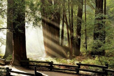 Muir Woods & Napa-8hr-Private Scenic Wine Tour From San Francisco - Getting from San Francisco to redwoods and wine country