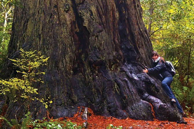 Muir Woods & Napa-8hr-Private Scenic Wine Tour From San Francisco - Napa Valley: where the time gets real