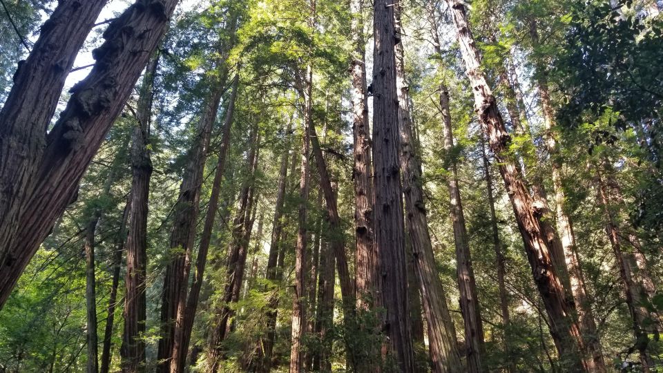 Muir Woods, Sausalito and Ferry back to Fisherman's Wharf - Key Highlights at a Glance