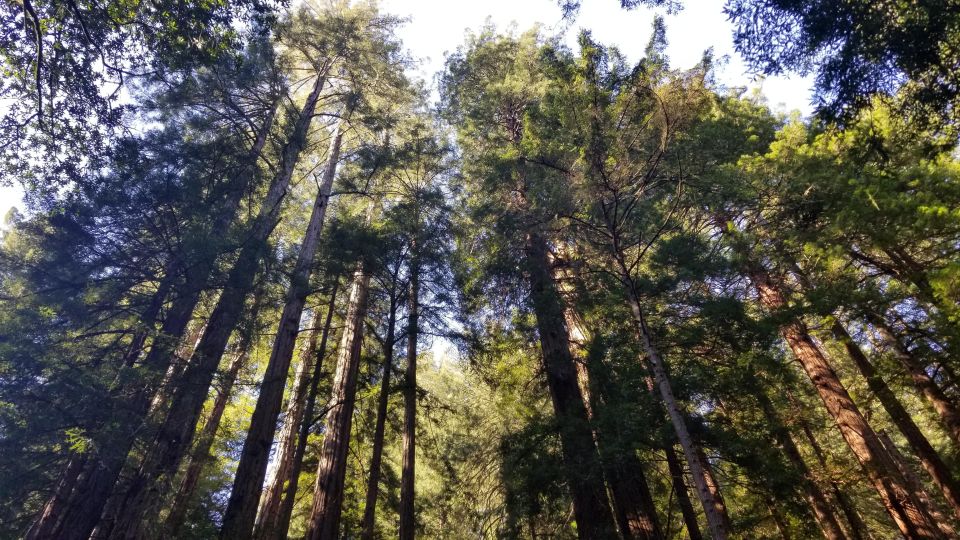 Muir Woods, Sausalito and Ferry back to Fisherman's Wharf - From Pickup to the Golden Gate Bridge: Getting There Without Stress