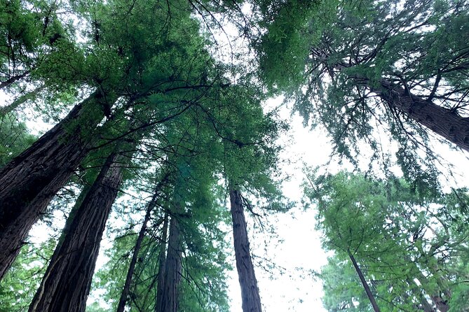 Muir Woods, Sausalito and Golden Gate Bridge - Why this Marin day tour works (and who it’s for)