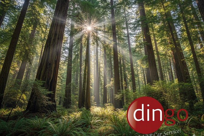 Muir Woods, Sausalito and Golden Gate Bridge - Price and value: what $440 gets you (and what to budget)