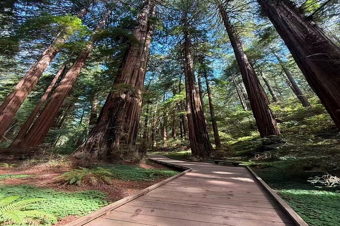 Muir Woods, Sausalito, Battery Spencer Premium Small-Group Tour - Key highlights in plain terms