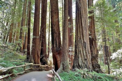 Muir Woods, Sausalito, Battery Spencer Premium Small-Group Tour - Where you start: Fisherman’s Wharf meets Pacific Heights views