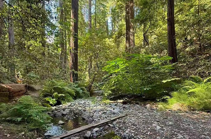 Muir Woods, Sausalito, Battery Spencer Premium Small-Group Tour - What to bring so the day feels easy