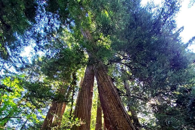 Muir Woods Sausalito Entry & Ferry to Fishermans Wharf included - Riding through Marin County: the views come in waves