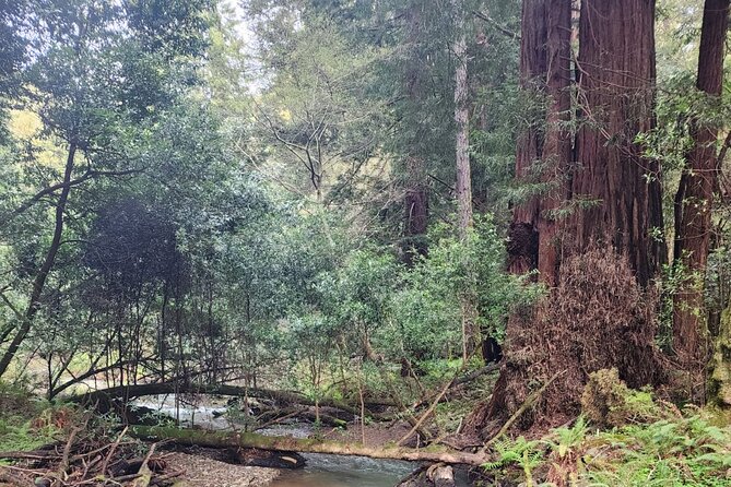 Muir Woods Sausalito Entry & Ferry to Fishermans Wharf included - Muir Woods National Monument: 1 hour 20 minutes in the coastal redwoods