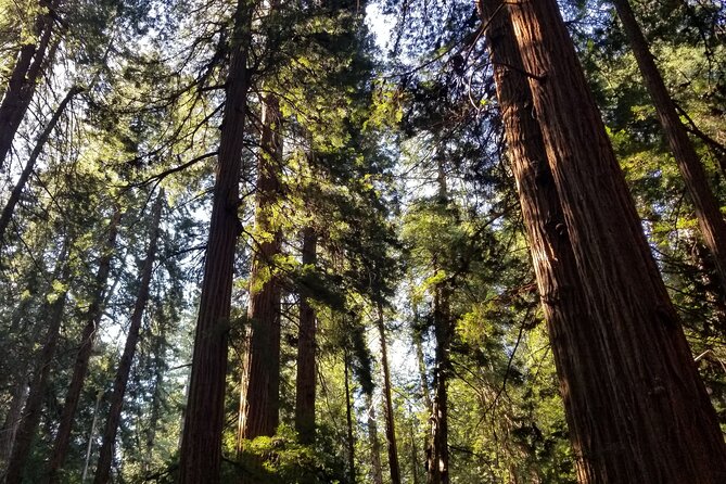 Muir Woods Sausalito Entry & Ferry to Fishermans Wharf included - Sausalito: 3 hours of bay views, food, and WWII stories
