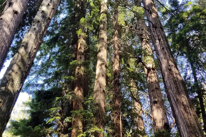 Muir Woods Sausalito Entry & Ferry to Fishermans Wharf included - Ferry back to Pier 41: the included ride and the timing to watch