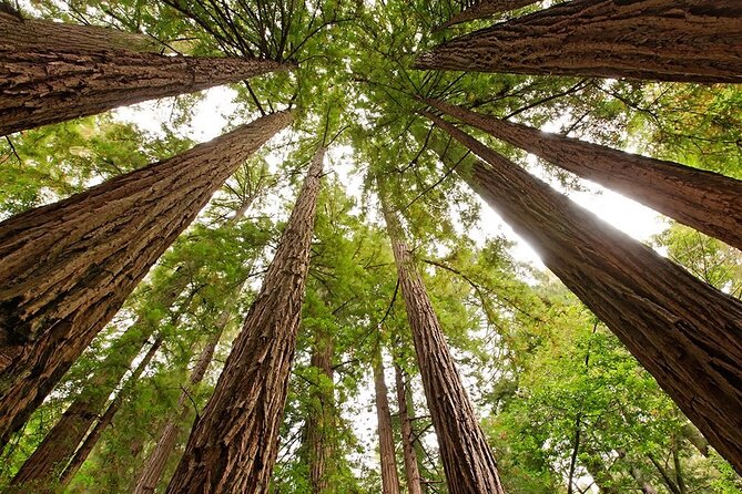 Muir Woods & Sausalito: Small Group Experience - Who This Tour Suits Best