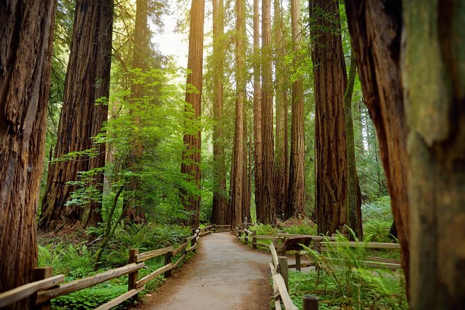 Muir Woods Self-Guided Driving and Walking Audio Tour - The big idea: drive, walk, and learn without chasing a group