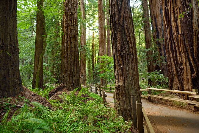 Muir Woods Self-Guided Driving and Walking Audio Tour - Price and value: $16.99 per group can be a sweet deal