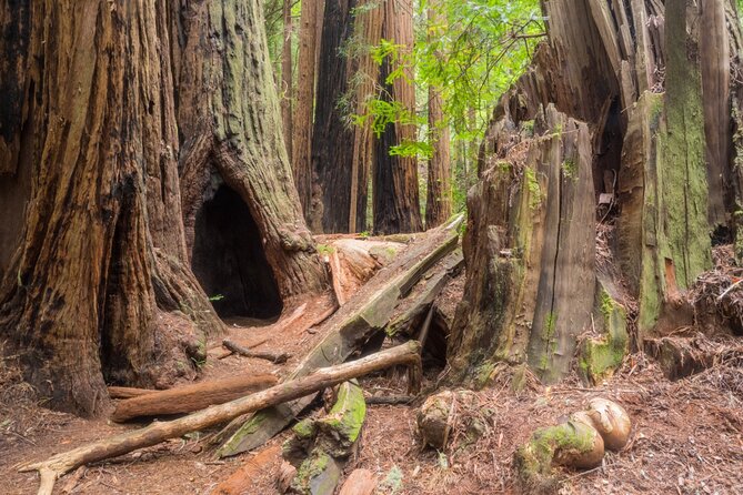 Muir Woods Self-Guided Driving and Walking Audio Tour - Stop 1: Panoramic Highway for dramatic overlooks