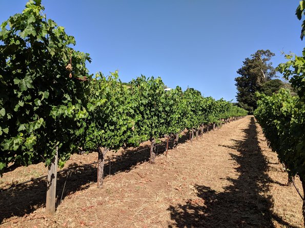 Napa and Sonoma Valley Wine 6 hour Tour from San Francisco - What to Ask Before You Book (Quick Customization Checklist)